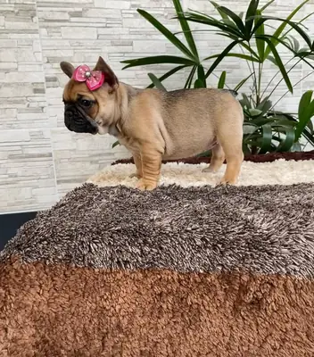 现在可用的可爱法国斗牛犬幼犬 | WhatsApp: +34 632 000 221