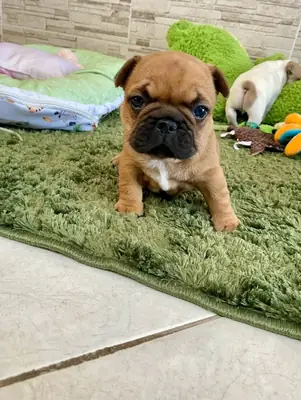Precioso cachorro de bulldog francés listo para una nueva aventura | WhatsApp: +34 632 000 221