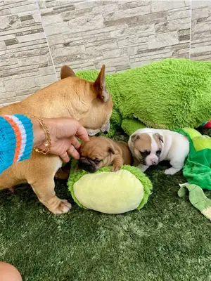 Cachorro excepcional de bulldog francés esperando un hogar perfecto | WhatsApp: +34 632 000 221