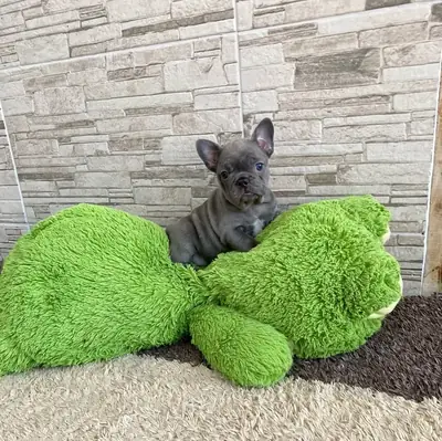 Chiot bulldog français prêt pour un nouveau foyer | WhatsApp: +34 632 000 221