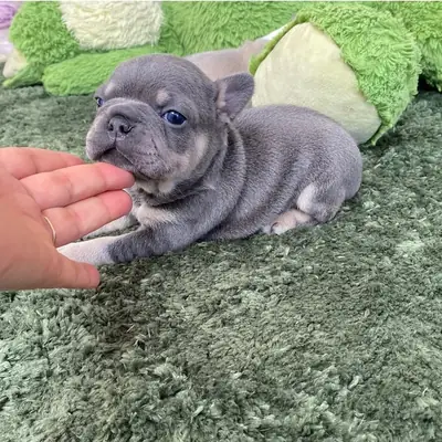Cachorro de bulldog francés adorable disponible para adopción | WhatsApp: +34 632 000 221