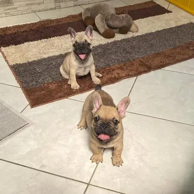 Cachorro de bulldog francés excepcional busca una familia para siempre | WhatsApp: +34 632 000 221