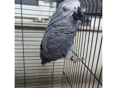Perroquet gris du Gabon habitué à vivre avec les humains