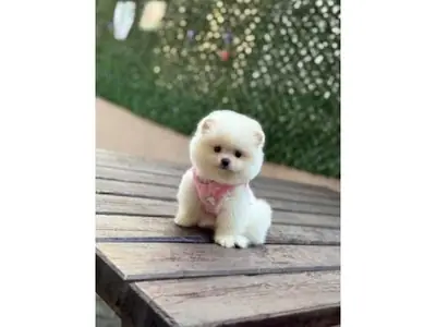Magnifique chiot poméranien blanc élevé à la maison
