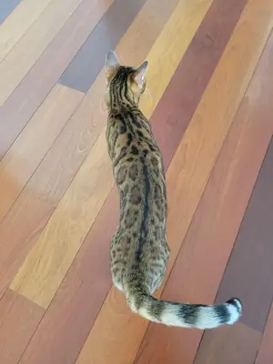 Chat Bengal très curieux qui aime explorer la maison
