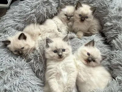 Encantadores gatitos Ragdoll de raza pura, listos para hogares amorosos