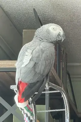Loro gris africano muy sociable que busca un nuevo hogar.