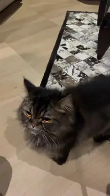 Gato persa muy tranquilo acostumbrado a la vida en interior.