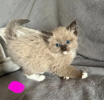 Hermosos gatitos Ragdoll de ojos azules disponibles ahora