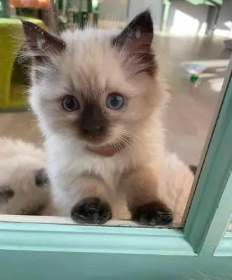 Gatitos Ragdoll de pedigree listos para reservar
