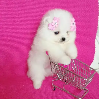 💖 Adopción gratuita de cachorros Pomerania