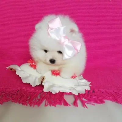 ❤️ Маленькие померанцы ищут дом