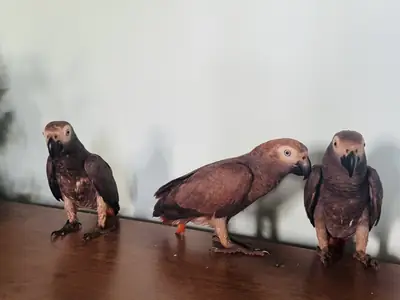 Loro gris busca un nuevo hogar