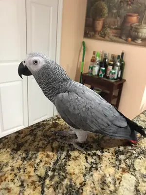 Loro gris africano acostumbrado a convivir con personas