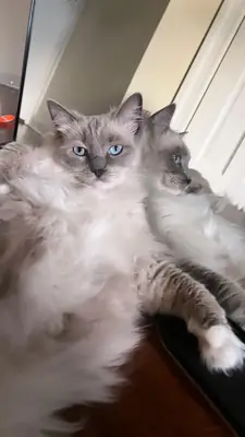 Gato Ragdoll muy cariñoso que disfruta estar cerca de las personas