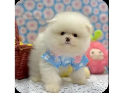 Perro Pomerania blanco criado en interiores.