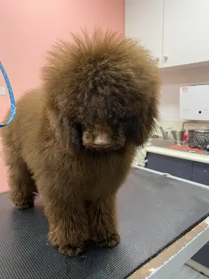 Caniche marrón muy inteligente acostumbrado a paseos diarios