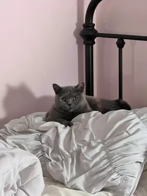 Gato British Shorthair tranquilo que disfruta las tardes en casa