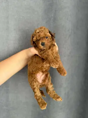 Regalo cachorros Poodle (macho y hembra)