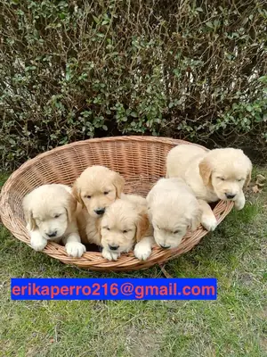 Cadeau chiots Golden Retriever (mâle et femelle)