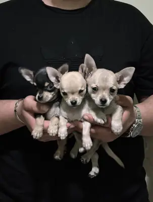 Regalo cachorros Chihuahua (macho y hembra)