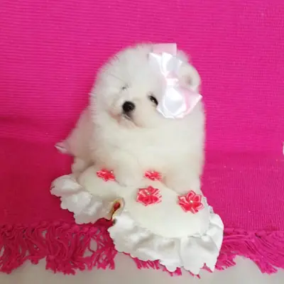 🎉 Últimos cachorros Pomerania disponibles para adopción gratuita