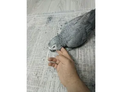 Попугай жако, привыкший к жизни рядом с людьми, ищет новый дом