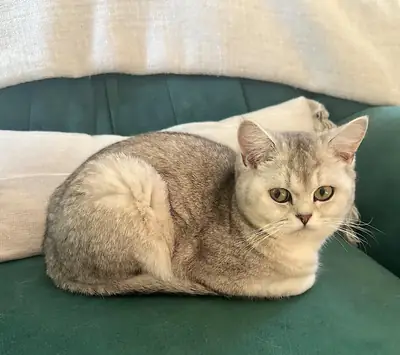 Спокойная кошка британской породы, привыкшая к тихой квартире