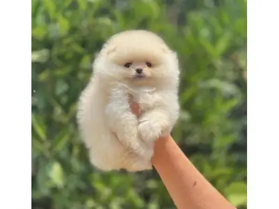 Белый щенок померанского шпица, выросший в домашней обстановке