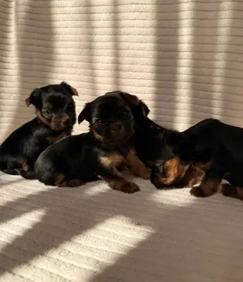 赠送约克夏犬幼崽（公犬和母犬）