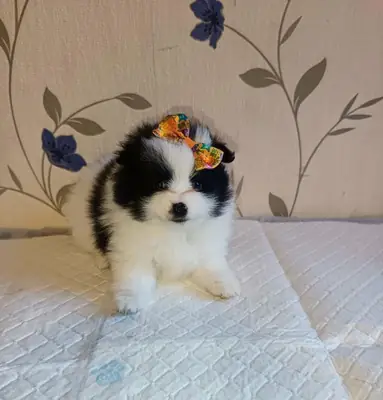 Regalo cachorros Pomerania (macho y hembra)