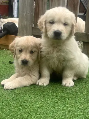 Regalo cachorros Golden Retriever (macho y hembra)