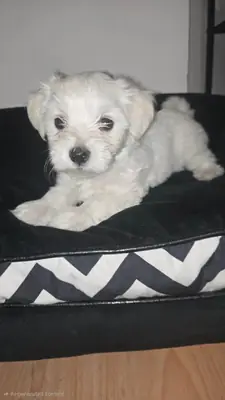 Regalo cachorros Maltés (macho y hembra)