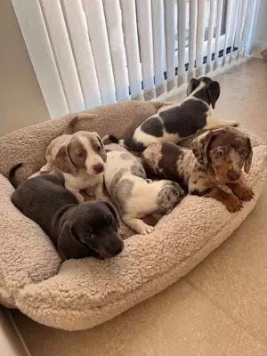 Regalo cachorros Dachshund (macho y hembra)