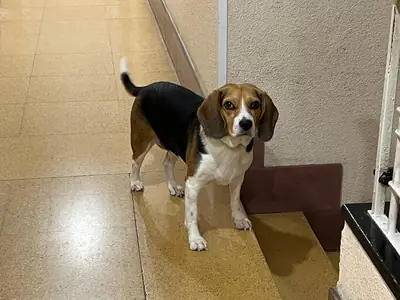 Perro beagle hembra 