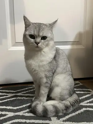 Спокойная британская кошка, привыкшая к тихой квартире