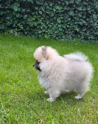 Cachorro Pomerania