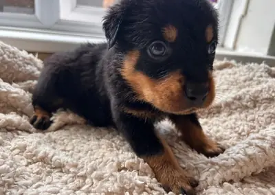 Hermosos cachorros Rottweiler