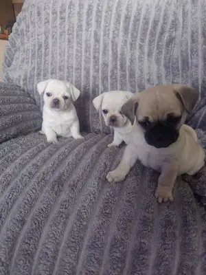 Cachorros Pug (macho y hembra) para adopción