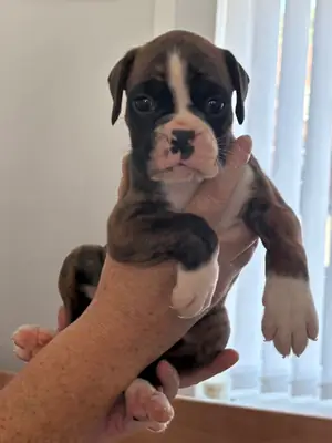 Chiots Boxer (mâle et femelle) à donner