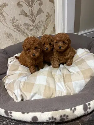 Regalar cachorros de caniche