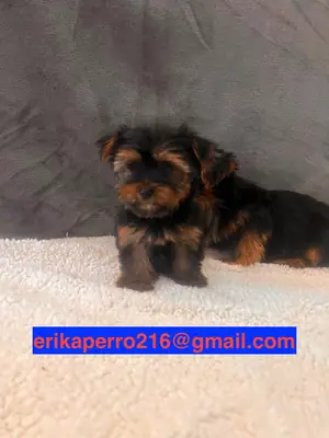 Regalo cachorros Yorkshire Terrier (macho y hembra)