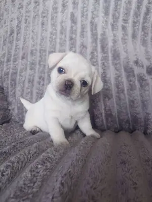 Cachorros Pug (macho y hembra) para adopción