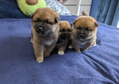 柴犬幼犬（雄性和雌性）待领养