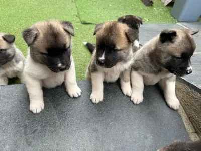 Regalar cachorros Akita machos y hembras