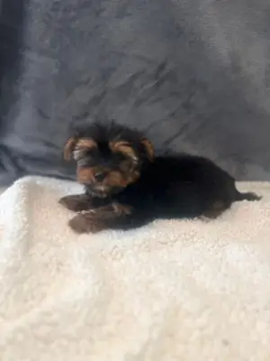 Regalo cachorros Yorkshire Terrier machos y hembras