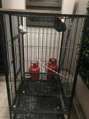 会模仿声音的非洲灰鹦鹉寻找新主人