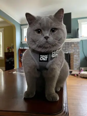 安静的英国短毛猫希望找到新的家庭