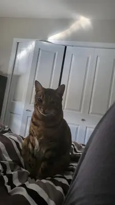 好奇心很强的孟加拉猫寻找新主人