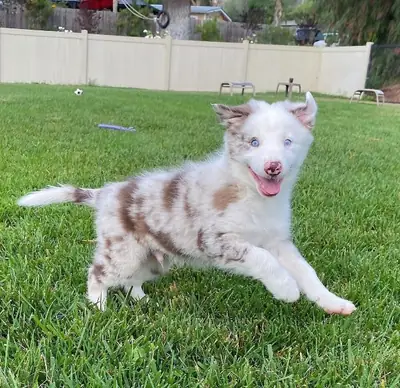 Regalo Cachorros Border Collie disponibles para adopción